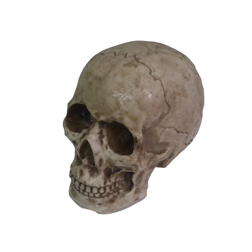 Cranio Caveira Esqueleto de Resina em Tamanho Real é bom? Vale a pena?