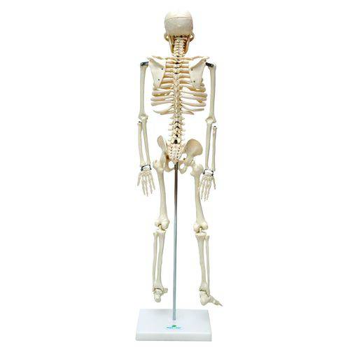Esqueleto 85cm Modelo Anatomico do Corpo Humano Anatomia e Fisiologia Anatomic é bom? Vale a pena?
