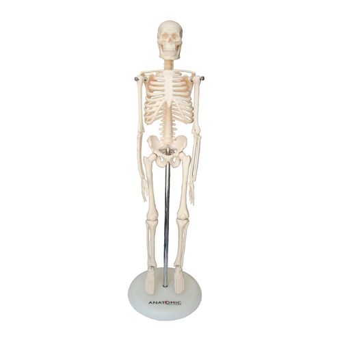 Esqueleto Humano C/45 Cm Altura Articulado Modelo Anatômico é bom? Vale a pena?