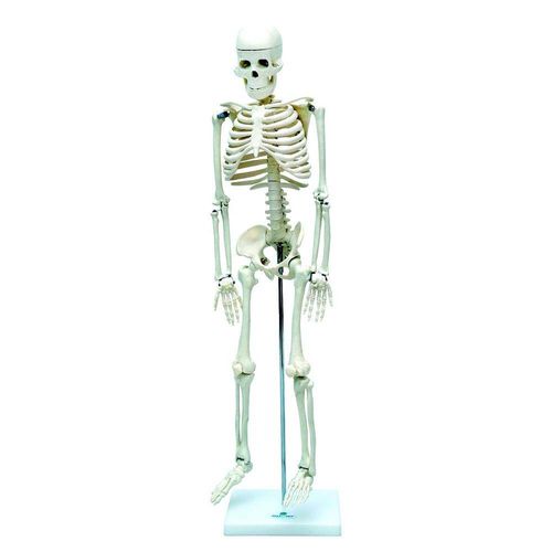 Esqueleto Humano de 85 Cm com Haste e Suporte Sdorf Anatomia e Fisiologia Humana é bom? Vale a pena?