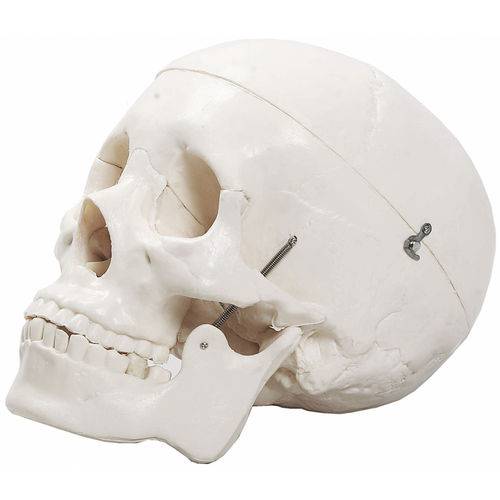 Modelo Anatomico Cranio Humano 5 Partes é bom? Vale a pena?