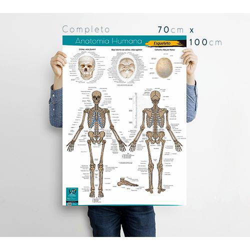Sistema Esquelético Completo 70x100cm - V2D Cartazes Educacionais - Anatomia Humana - Esqueleto Humano é bom? Vale a pena?