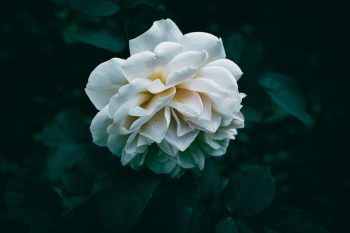 Super Green Black Rose: O Segredo da Beleza Natural Revelado!
